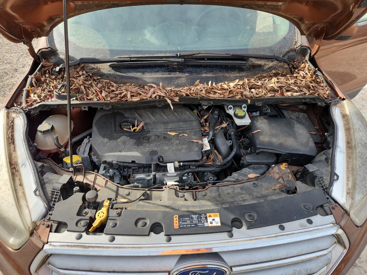 Ford Escape Se Image 4